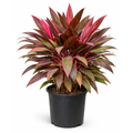 Cordyline ‘Harlequin’