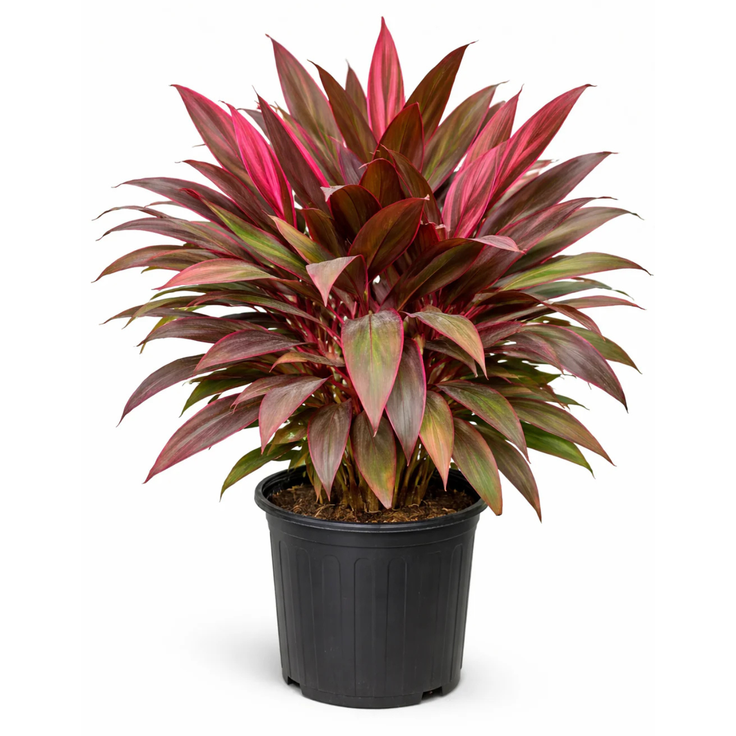 Cordyline ‘Harlequin’