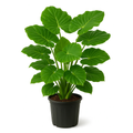 Alocasia ‘Macrorrhiza’ – Elephant Ear
