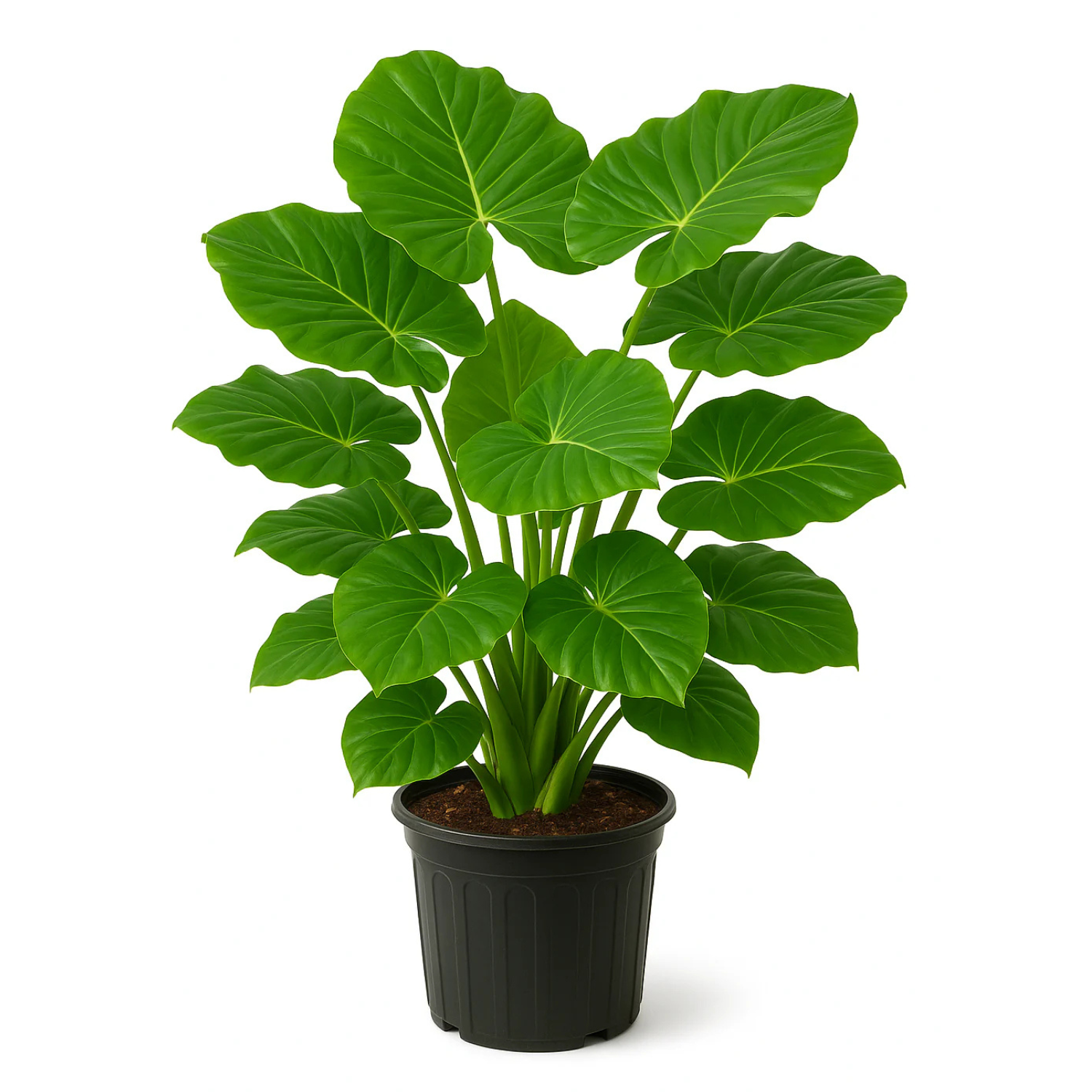Alocasia ‘Macrorrhiza’ – Elephant Ear