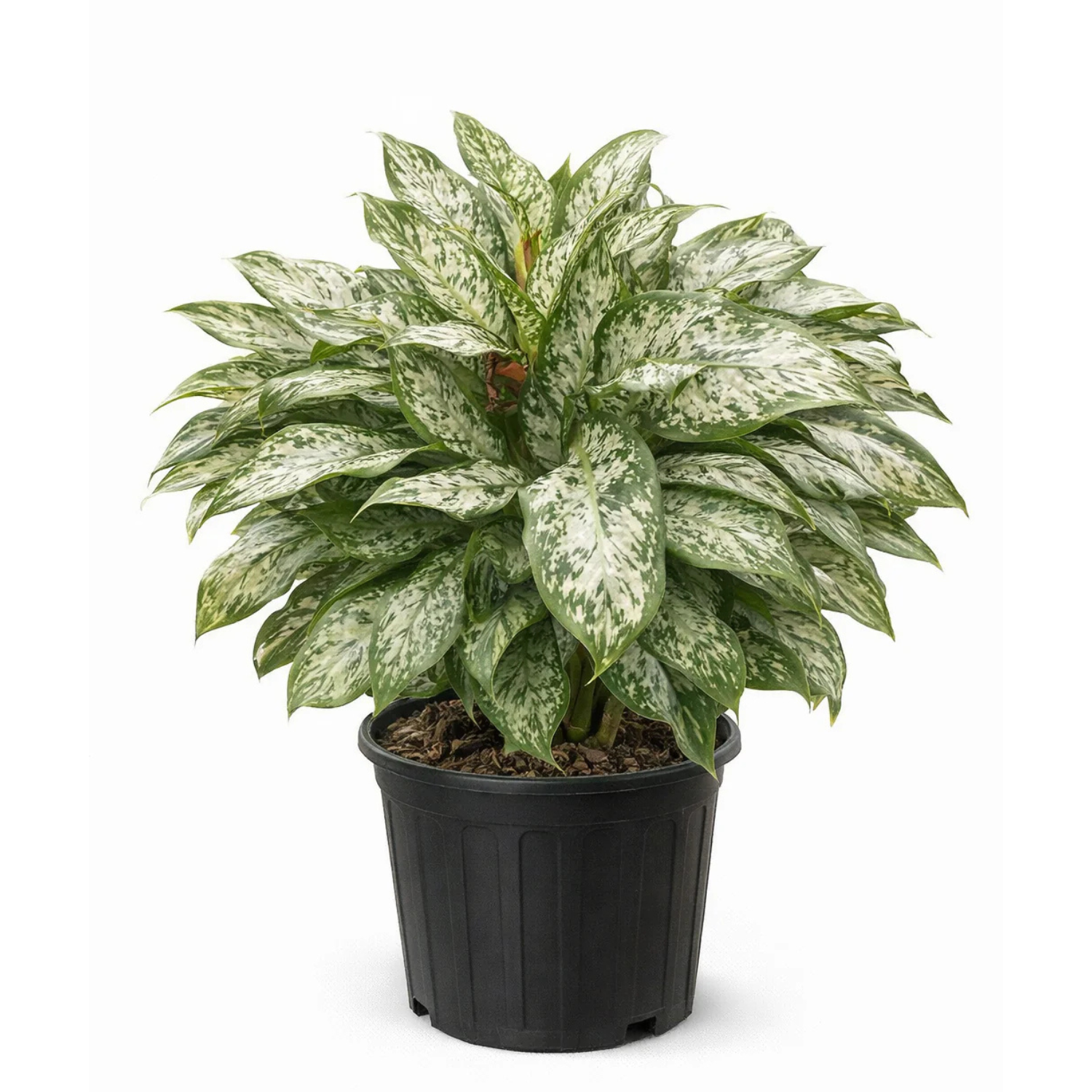 Aglaonema Snow White