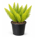 Foxtail Fern