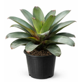 Imperial Bromeliad