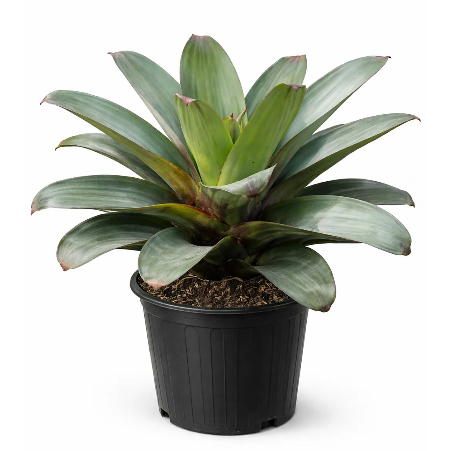 Imperial Bromeliad