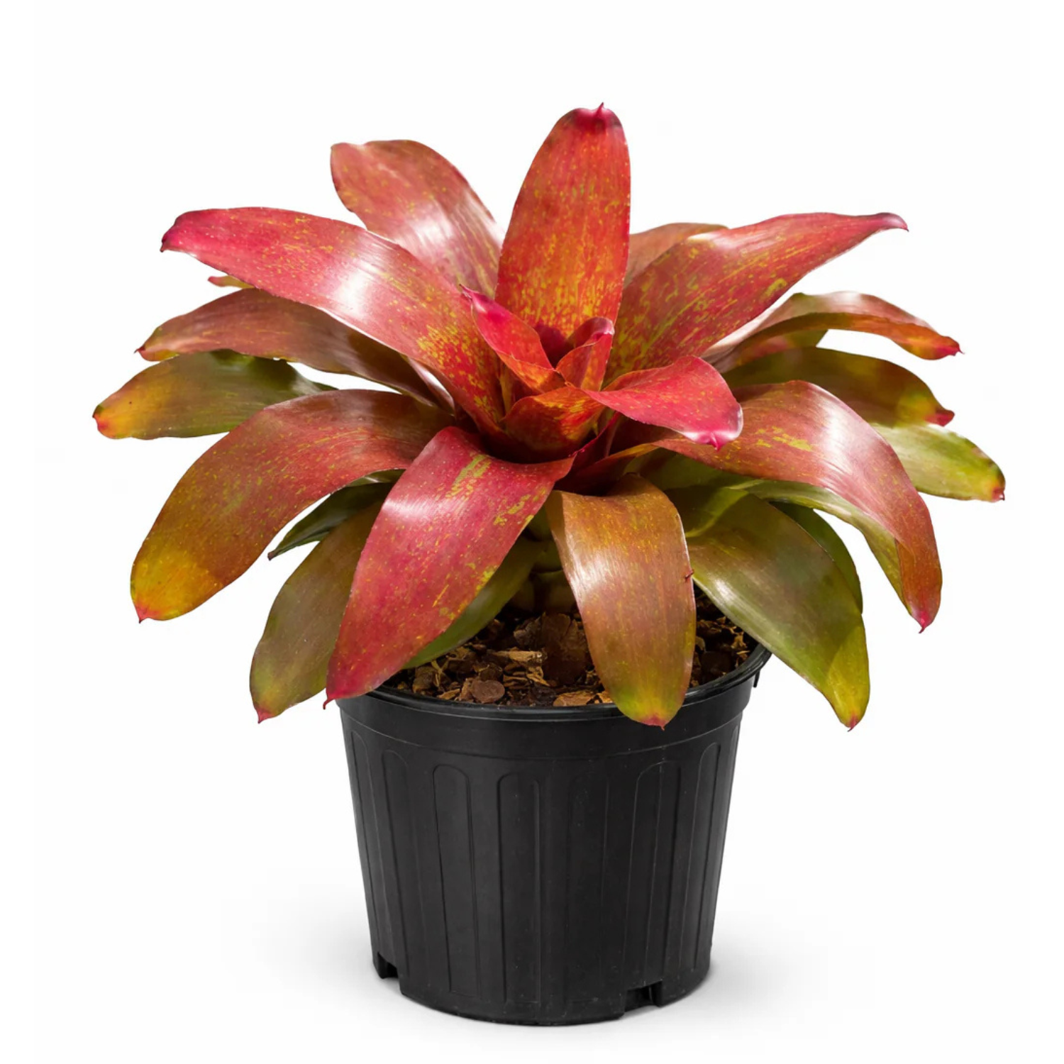 Bromeliad Neoregelia