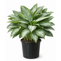 Aglaonema Silver bay