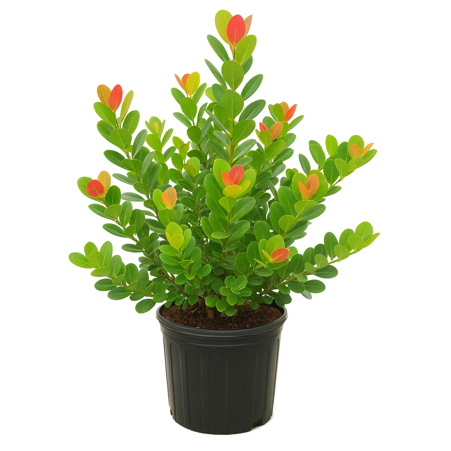 Cocoplum – Red Tip