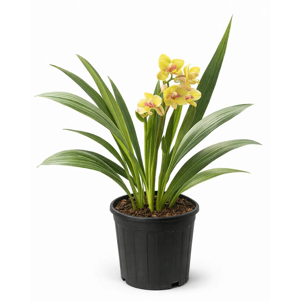 Cymbidium Orchid