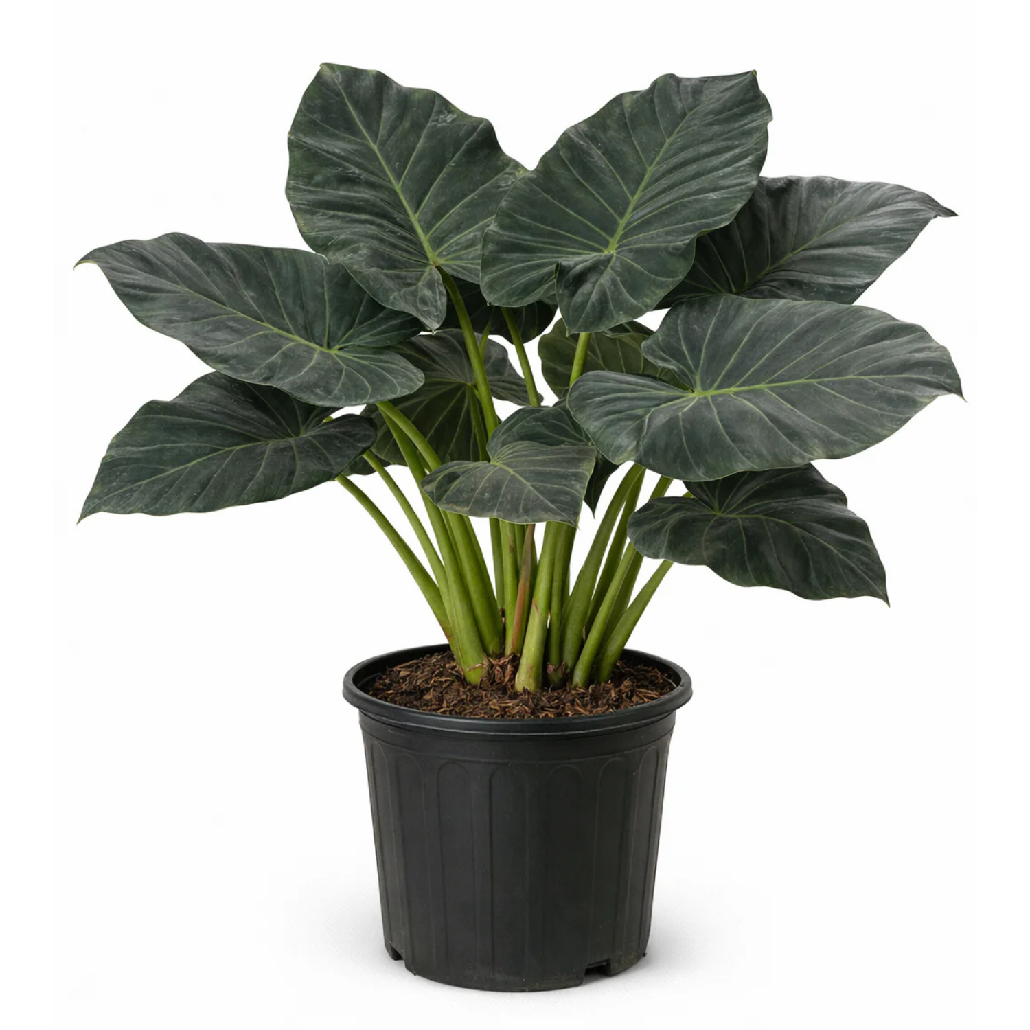 Alocasia ‘Regal Shields
