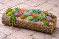 Decorative log planter with succulents on a stone patio